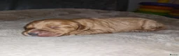 Cockapoo dogs for sale: 7 baby cockapoos for forever homes 🏡  in Northampton - Advert 6