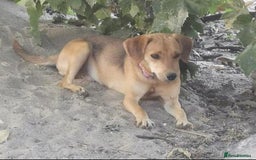 Mixed Breed dogs for sale: Adopt Adorable Rescue puppies Miki & Alice!  - Image 12