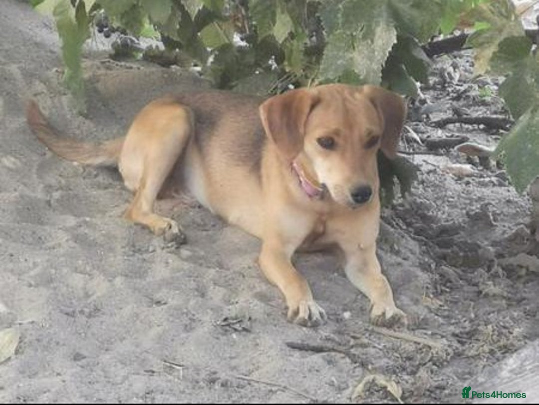 Mixed Breed dogs for sale: Adopt Adorable Rescue puppies Miki & Alice!  - Image 12