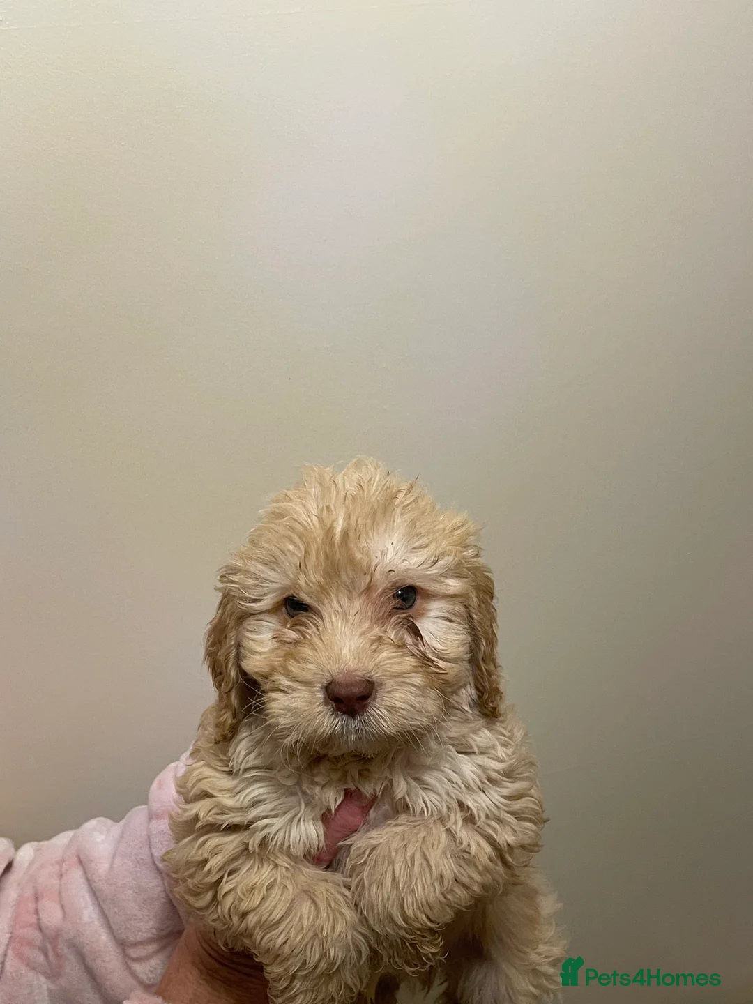 Cockapoo dogs for sale:  Cockapoo Puppies Ready for Loving Homes  - Advert 20