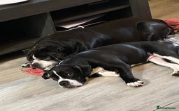 Old Tyme Bulldog dogs for sale: Old Tyme bulldog puppy ( free )  - Image 1