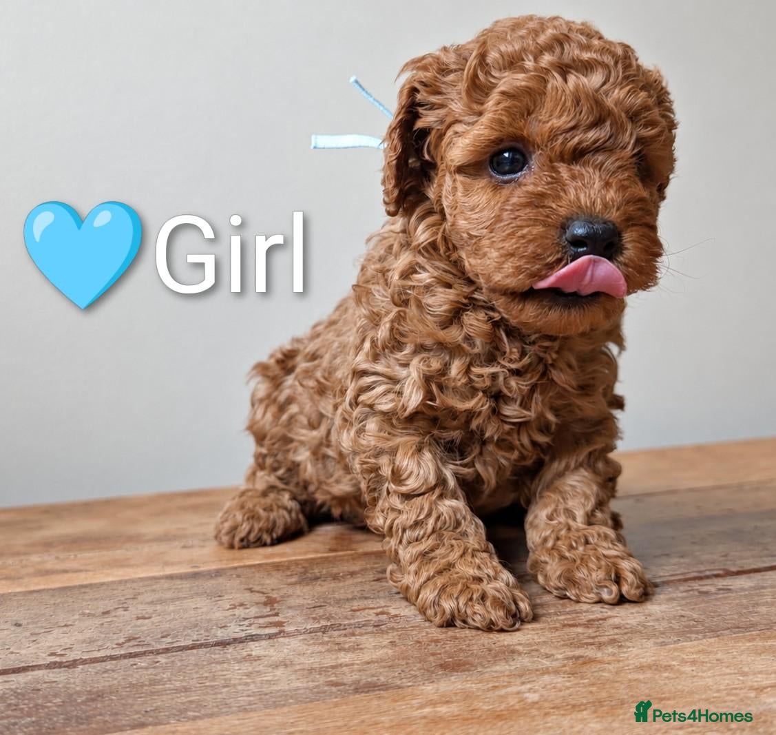 Miniature Poodle dogs KC Registered Red Miniature Poodle Puppies ❤️  - Advert 2