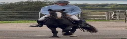 Welsh Section D horses for sale: Super Welsh Project  - Advert 3