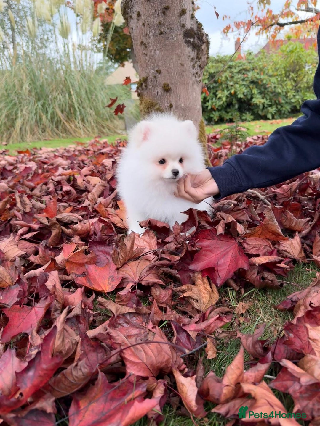 Pomeranian dogs for sale: ** Pomeranian/700g-11 week Champion EU Bloodline  - Image 5