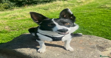 Border Collie dogs - Advert 12