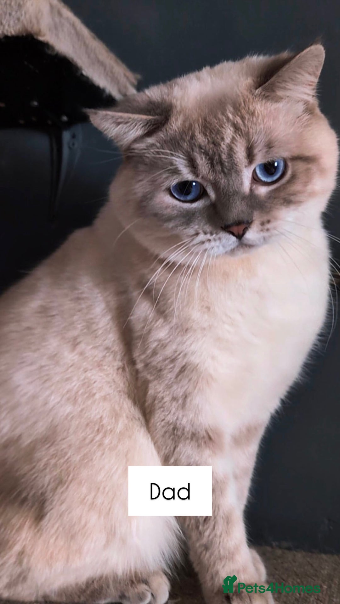 British Shorthair cats for sale: Kittens British Shorthair  - Image 6