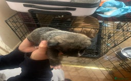 Mixed Breed dogs for sale: 5 Alaskan malamute x Staffordshire bull terrier  - Image 3