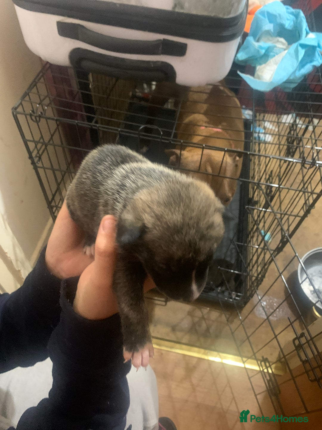 Mixed Breed dogs for sale: 5 Alaskan malamute x Staffordshire bull terrier  - Image 3