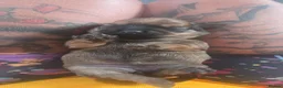Mixed Breed dogs for sale: Shweenie puppies in Redcar - Advert 18