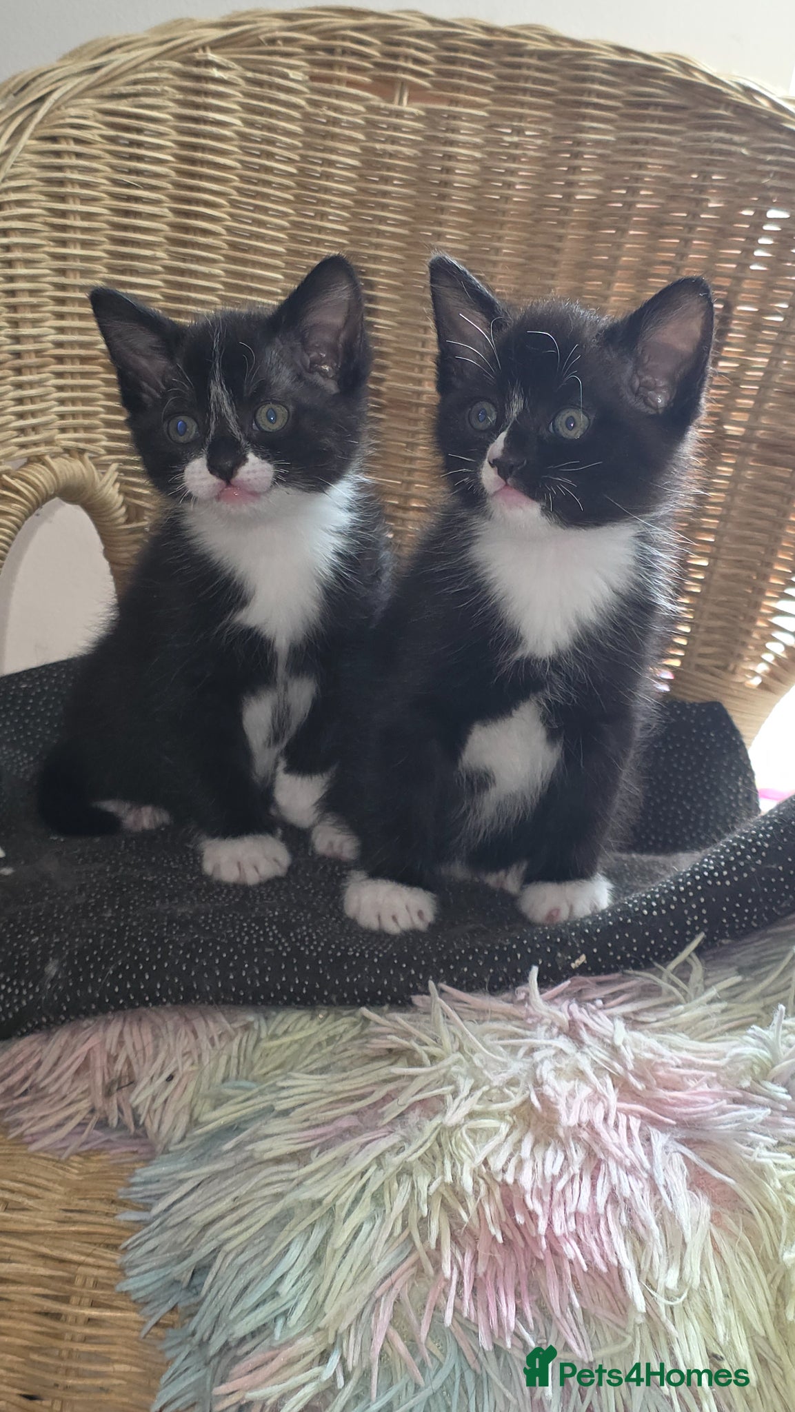 Mixed Breed cats  Fluffy kittens  - Advert 16