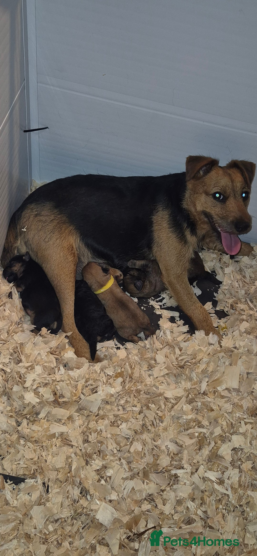 Patterdale Terrier dogs for sale: Patterdale x lakeland pups  - Image 17