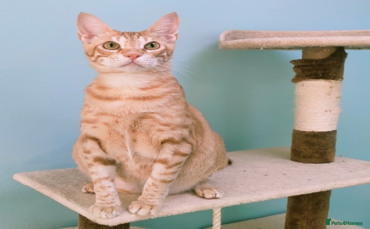 Mixed Breed cats - Advert 7