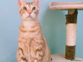 Mixed Breed cats - Advert 2