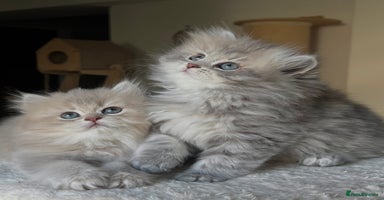 Scottish Fold cats - Advert 1