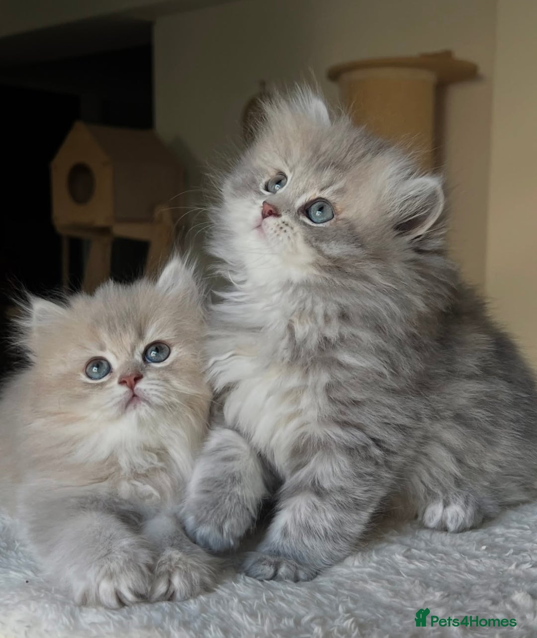 Scottish Fold cats for sale: Scottish Long hair  - Image 2