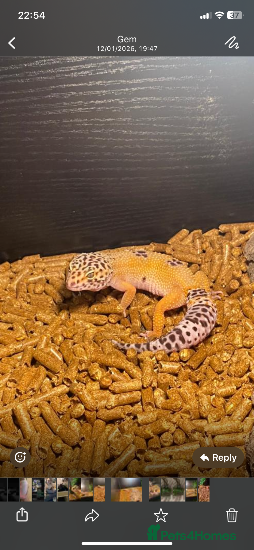 Leopard Gecko reptiles Leapard Gecko Full setup - Advert 2