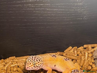 Leopard Gecko reptiles Leapard Gecko Full setup - Advert 13