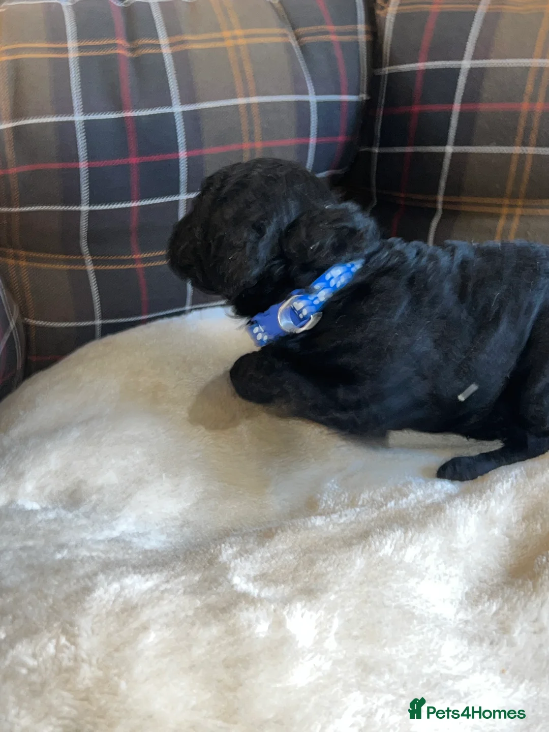 Poodle dogs for sale: 🐶🐶🐶TOY POODLES for sale🐶🐶🐶 - Advert 36