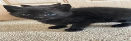 Mixed Breed cats for sale: Gorgeous black kittens  - Advert 4