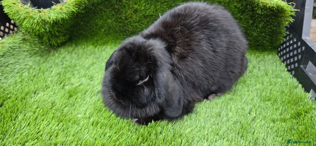 Mini Lop rabbits for sale: Mini lop x 3 males - Image 4