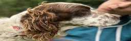 English Setter dogs for adoption: Kemon in Alfreton - Advert 3