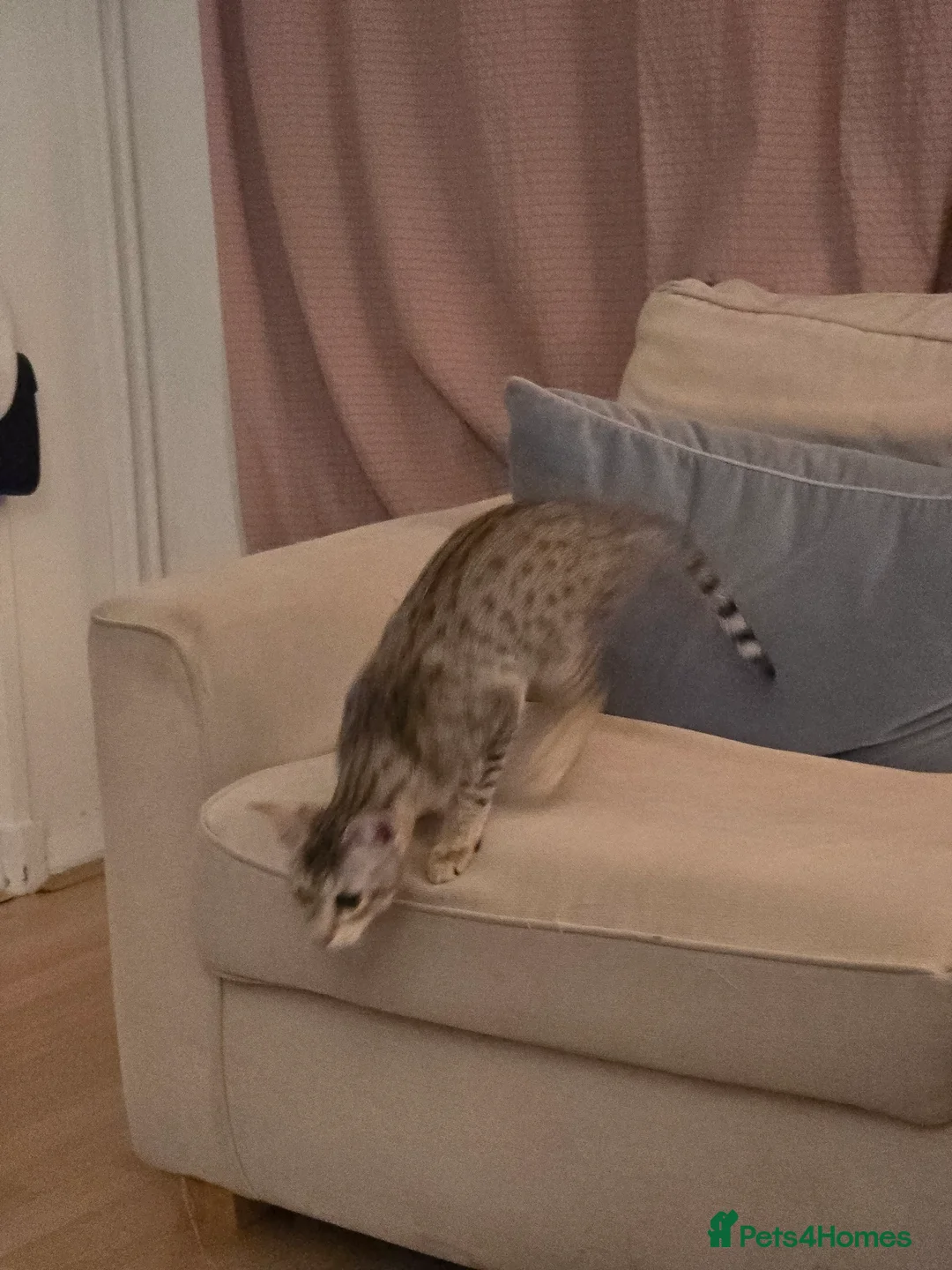 Savannah cats for sale: Savannah F8 Girl Kitten. - Advert 5