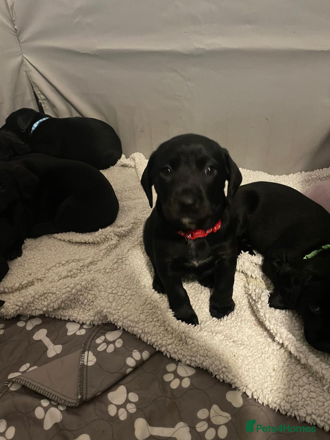 Mixed Breed dogs for sale: Chunky staff x lab pups 3 left - Advert 16