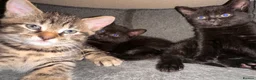 Mixed Breed cats for sale: 6 kittens for sale.  - Advert 4