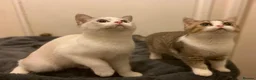 British Shorthair cats for sale: Full Pedigree Kittens available  - Advert 12
