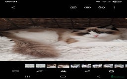 Ragdoll cats for sale: 🩷✨️Lovely Chunky EU kittens✨️🏆TICA Award cattery - Image 7