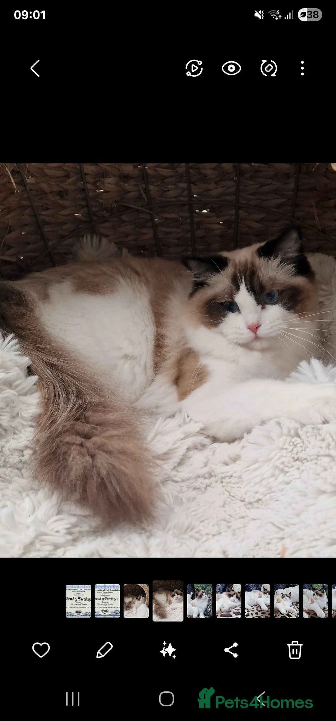 Ragdoll cats for sale: 🎀✨️Exclusive top quality kittens🎀 from🏆lines✨️ - Advert 27