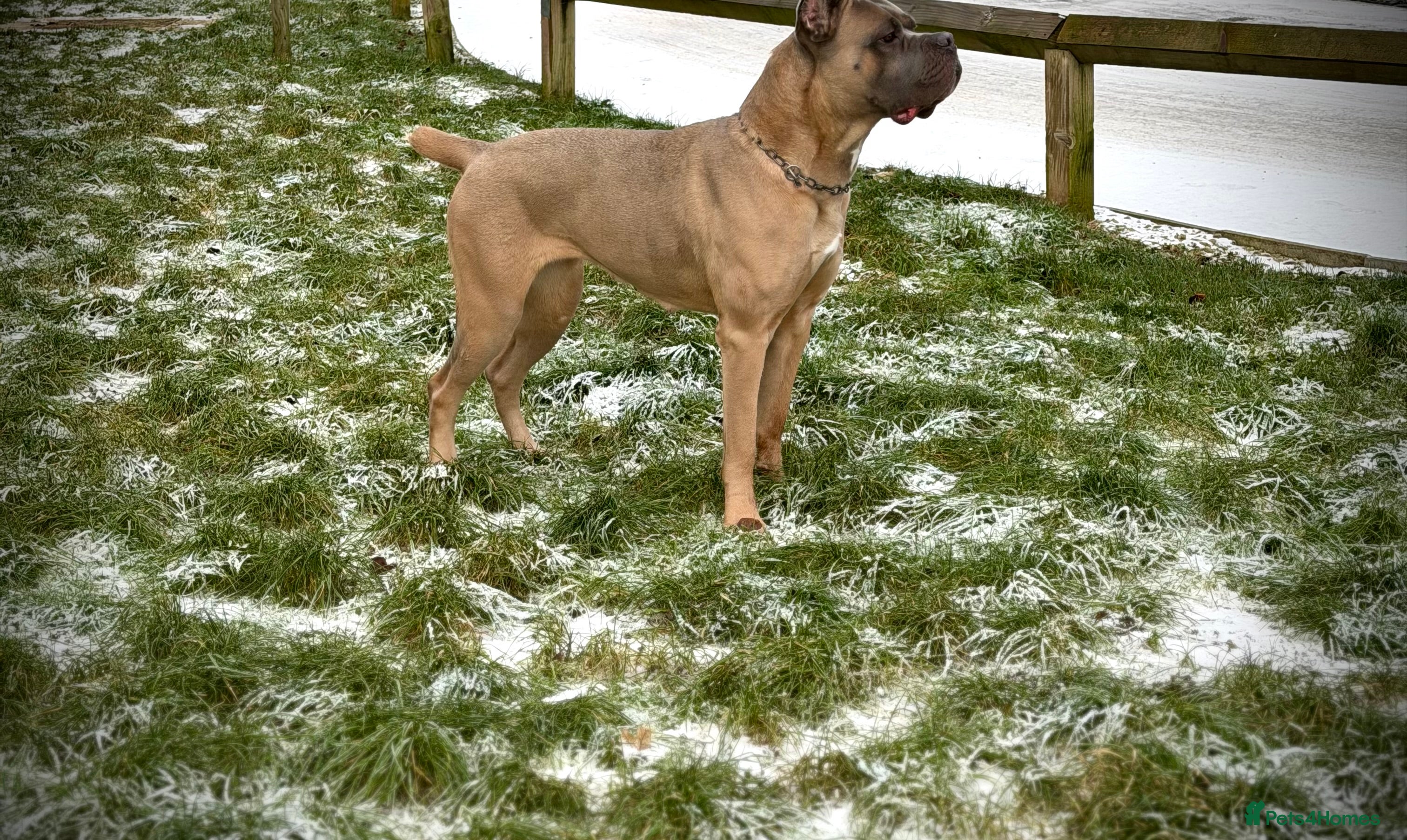 Cane Corso dogs ICCF Registered Formentino Cane Corsos  - Advert 3