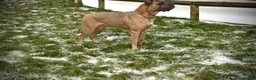 Cane Corso dogs for sale: ICCF Registered Cane Corsos DUE FEB 15th  - Advert 3