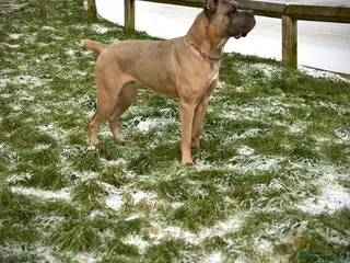 Cane Corso dogs ICCF Registered Formentino Cane Corsos - Advert 4