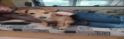 Mixed Breed dogs for sale: Oscar - Advert 5