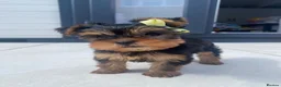 Yorkshire Terrier dogs for sale: 3 Beautiful Pure Breed Yorkshire Terrier puppies  - Advert 7