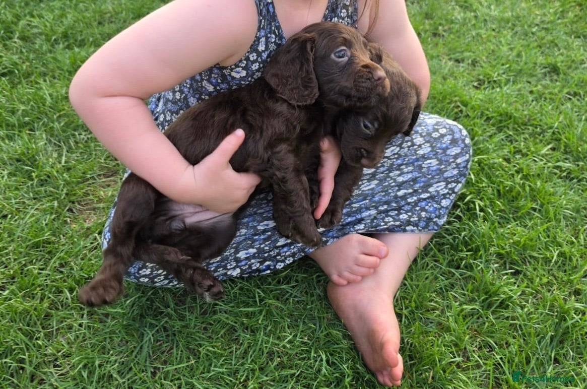 Cocker Spaniel dogs Working Cocker Spaniel Puppies  - Advert 2
