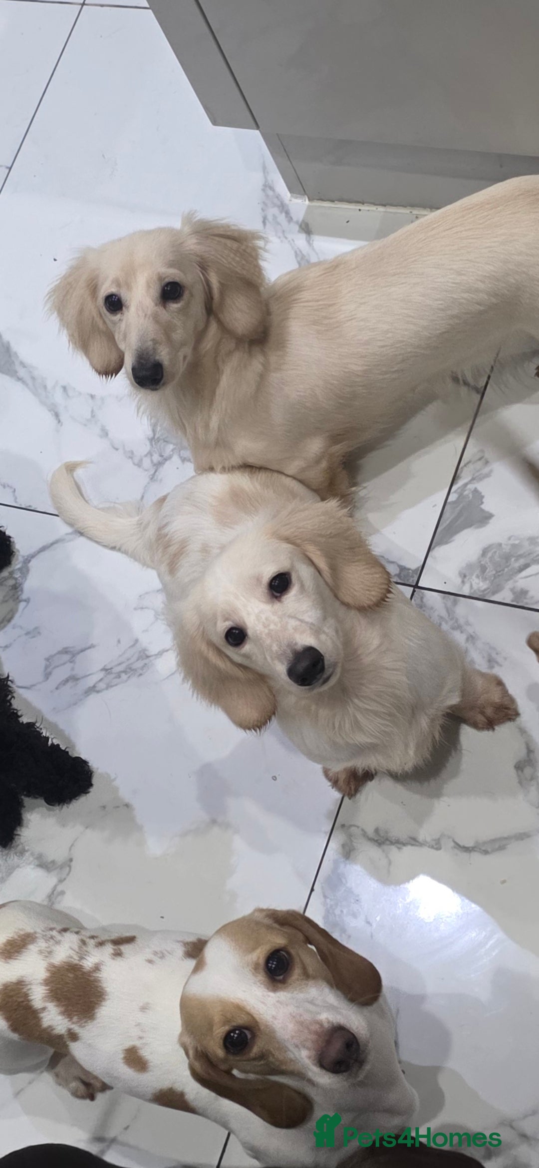 Miniature Dachshund dogs for sale: Miniature Dachshund cream piebald long-haired  - Advert 7