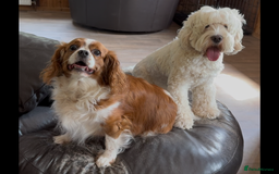 Cavapoo dogs for sale: Miniature Australian Cavadoodles - Image 3