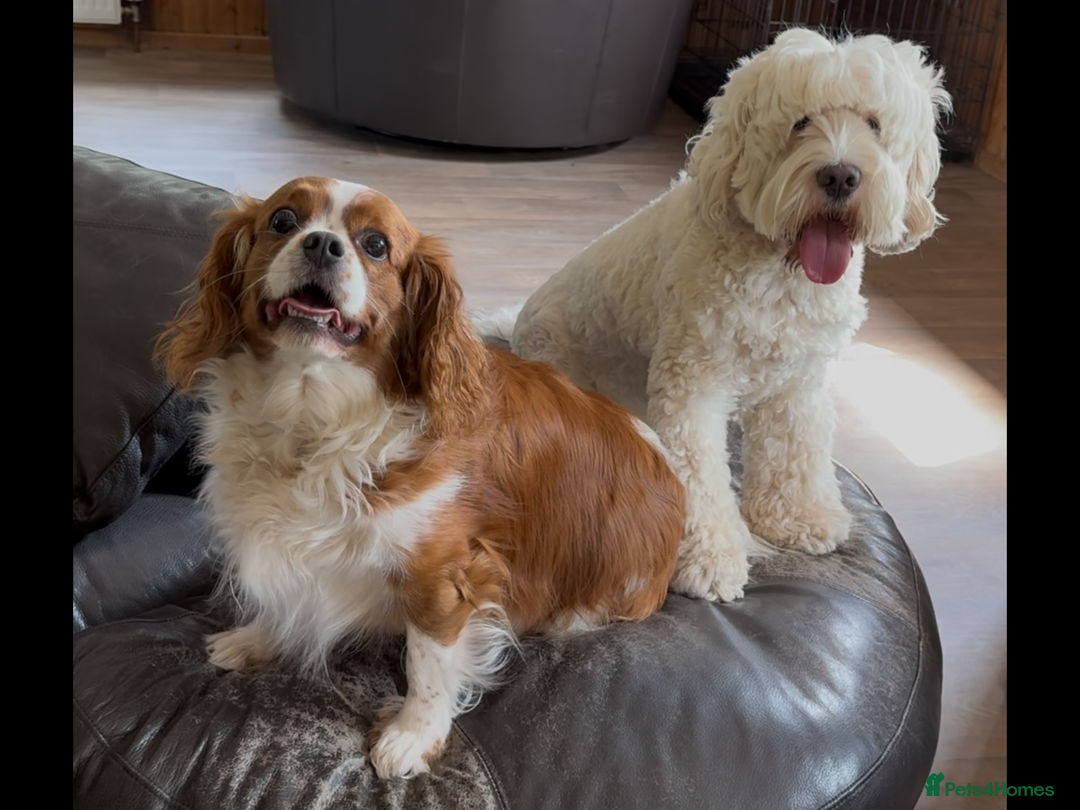 Cavapoo dogs for sale: Miniature Australian Cavadoodles - Image 3