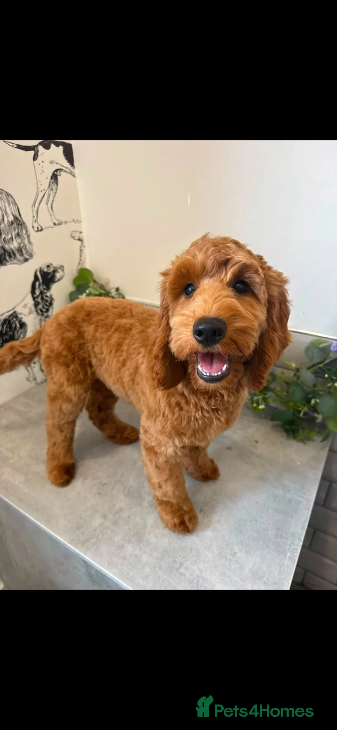 Cockapoo dogs for sale: Teddy – Gorgeous Cockapoo, Brilliant With Kids in Burnley - Advert 1