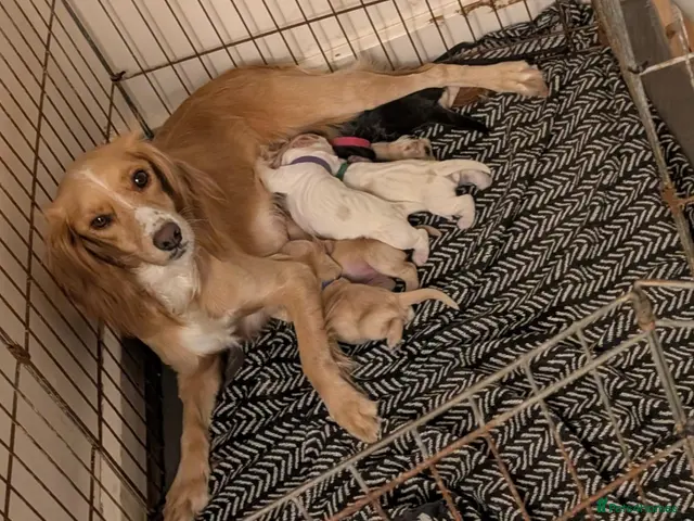 Cocker Spaniel dogs for sale: 🐾Gorgeous cocker spaniel puppies🐾 - Advert 6