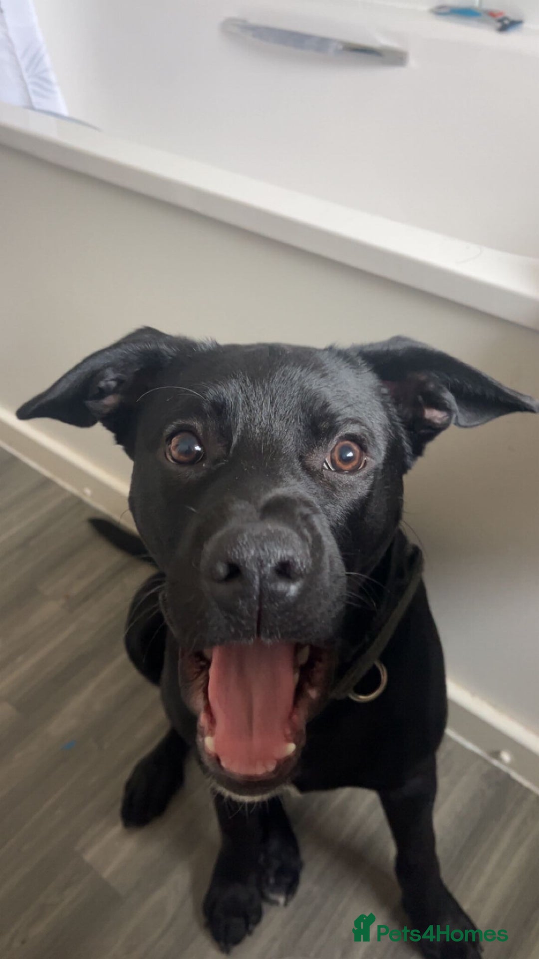 Mixed Breed dogs for stud: Dog for stud - Advert 10