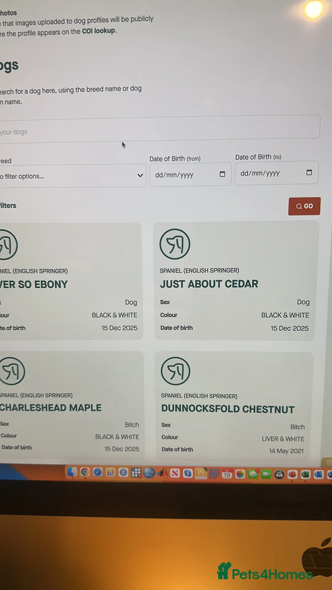 English Springer Spaniel dogs for sale: Black and White Springer Male in Macclesfield - Advert 3