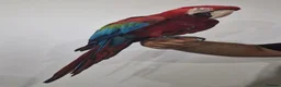 Budgerigars birds for sale: Tame Greenwing Macaw - Advert 5