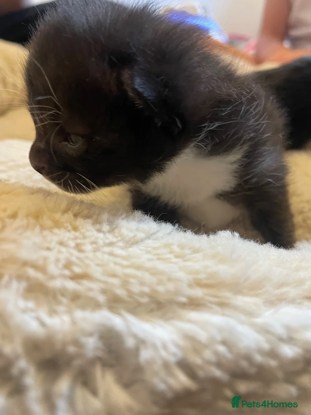 Russian Blue cats for sale: Stunning litter of Russian Blue cross kittens - Advert 2