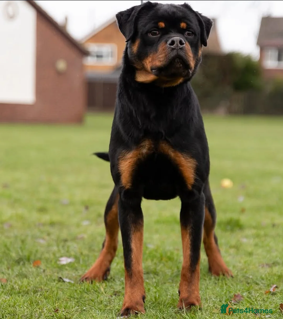 Rottweiler dogs for sale: STUNNING FEMALE AVAILABLE  in Coventry - Advert 2