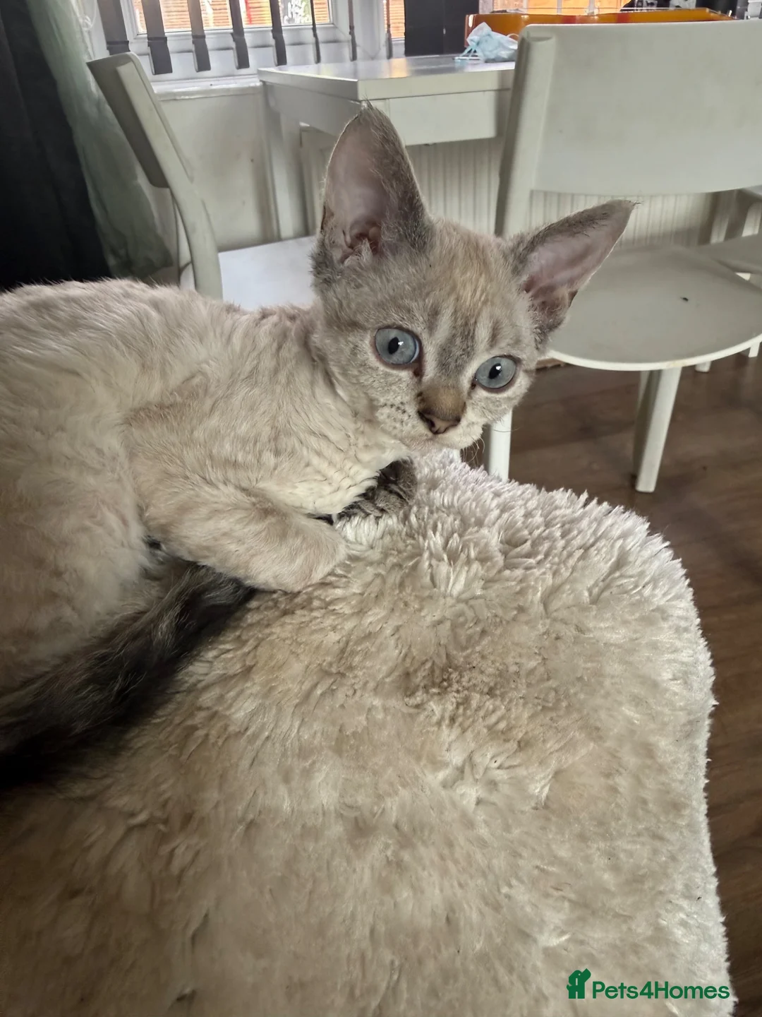 Devon Rex cats for sale: Devon rex  x sphynx kittens  in Bristol - Advert 20