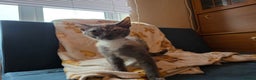 Mixed Breed cats for sale: Beautiful Female Kitten Looking for a Loving Home - Advert 7