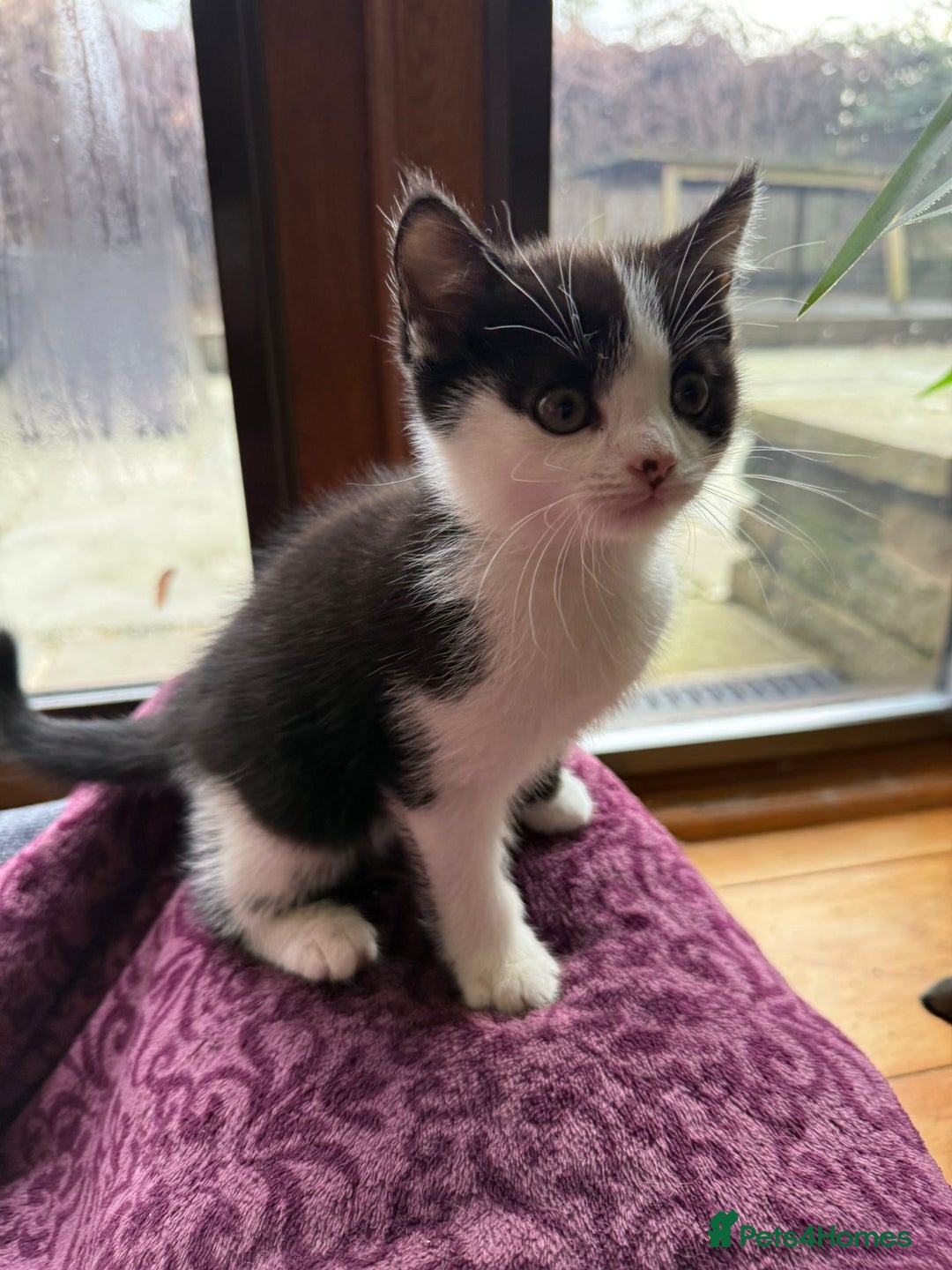 Mixed Breed cats for sale: Adorable Kittens Looking for Loving Homes 🐾 - Advert 3